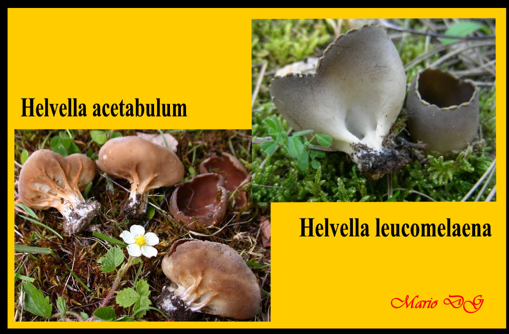 Helvella  fotog. il 02.03.10.